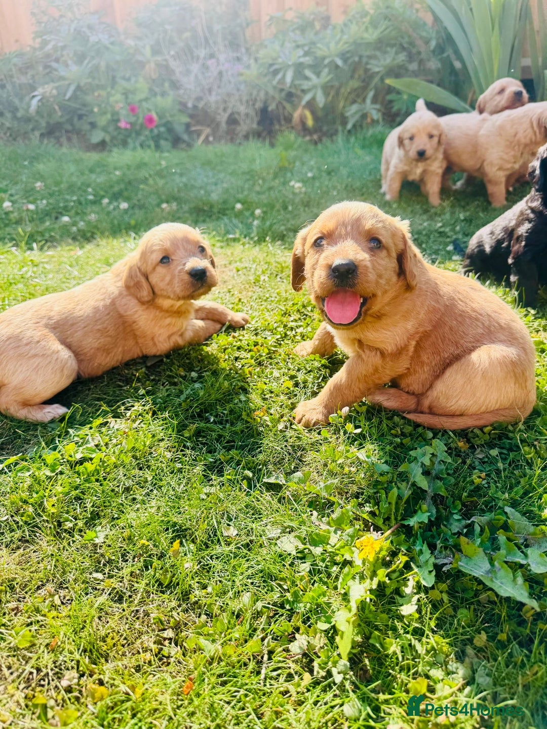 Labradoodle dogs for sale: Stunning miniature Labradoodle  - Image 5