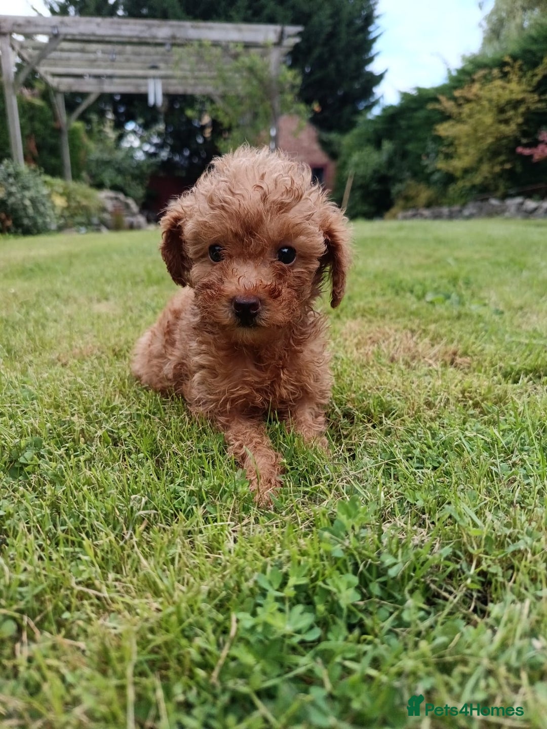 Toy Poodle dogs for sale: Toy Poodles from k.c.registered DNA tested parents - Image 20