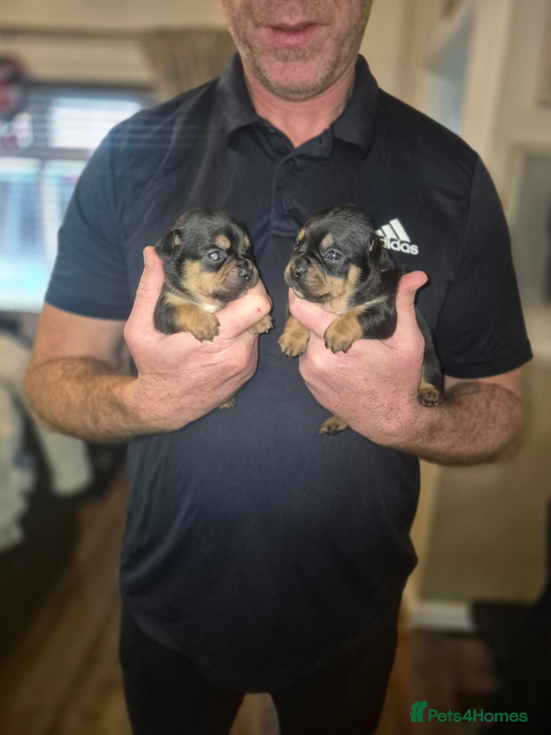 Mixed Breed dogs for sale: French bulldog x jack russell - Advert 10