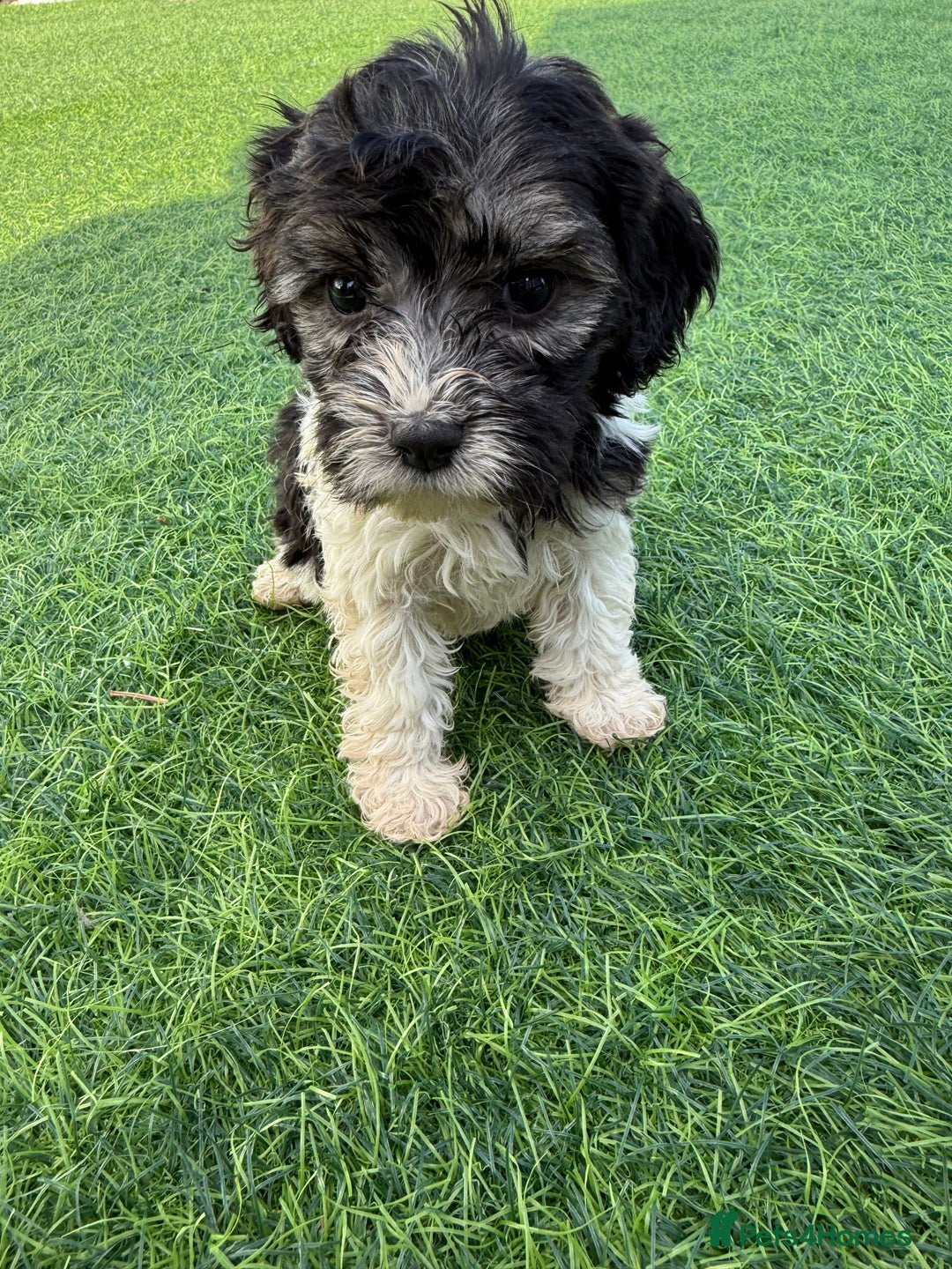 Mixed Breed dogs for sale: 7 stunning cockerjack puppies  - Image 5