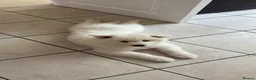 Samoyed dogs for sale: Adorable Samoyed male puppy  - Advert 6