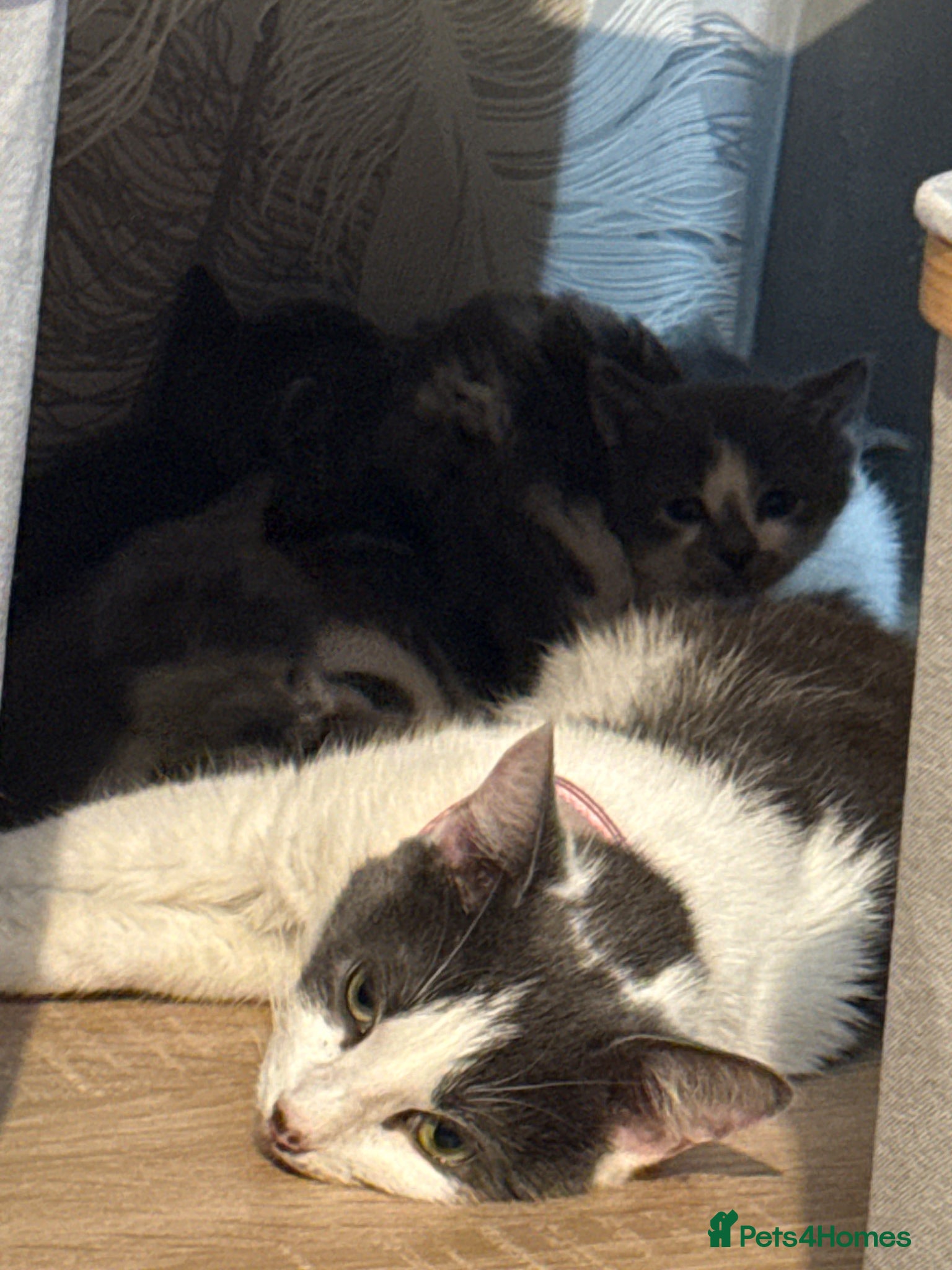 Mixed Breed cats 5 silver kittens with their mother  - Advert 2