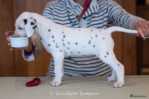 Dalmatian dogs - Advert 2