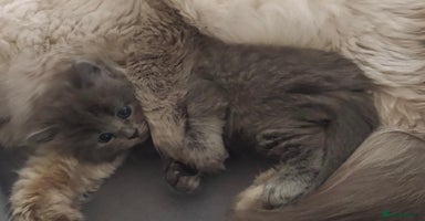 Siberian cats - Advert 6