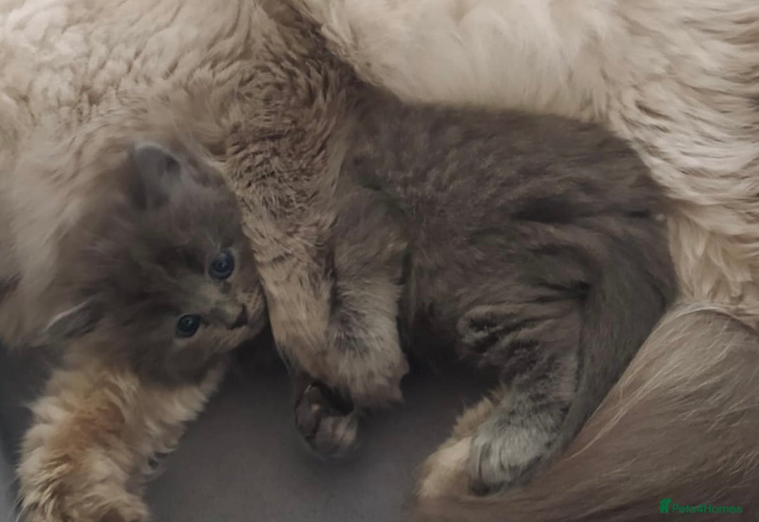 Siberian cats for sale: Siberian Kittens Neva Masquerade White - Image 3