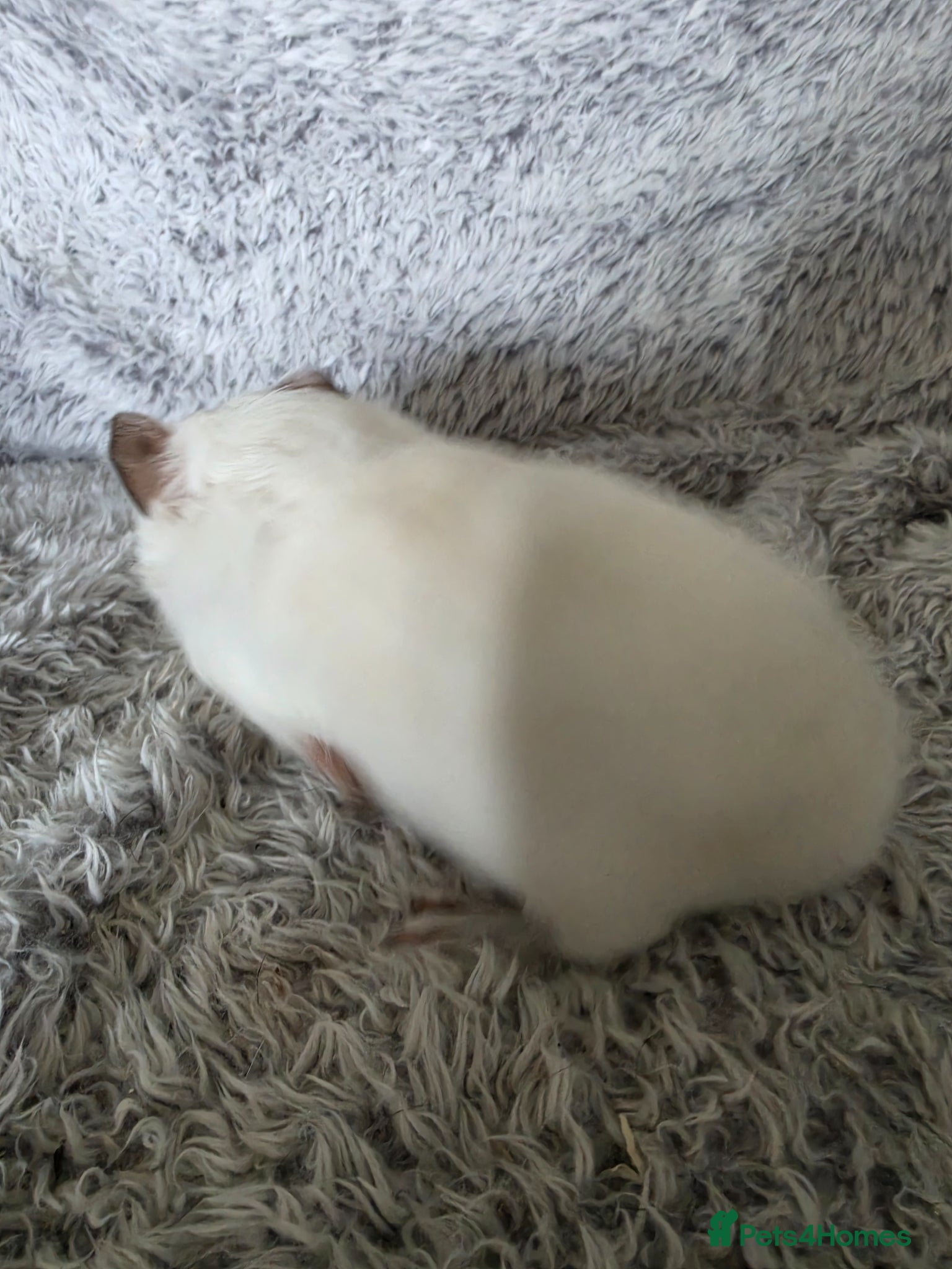 Guinea Pig rodents for sale: Boysx - Advert 10