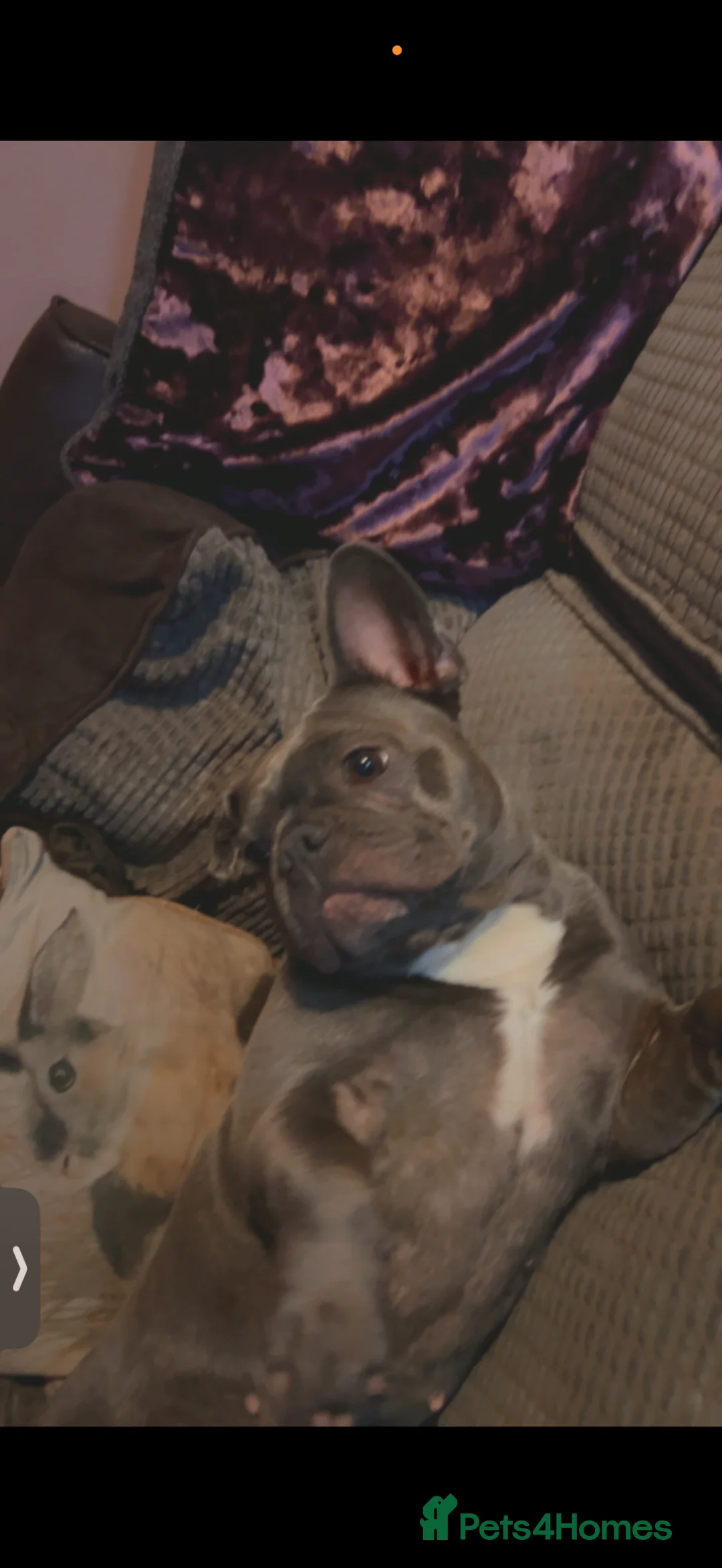 French Bulldog dogs for sale: 4 years old blue French bulldog girl kcregistered  in Northallerton - Advert 11