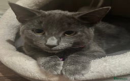 Russian Blue cats for sale: Mixed breed grey kitten (Russian blue)  - Image 3