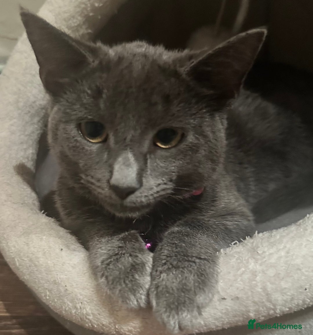 Russian Blue cats for sale: Mixed breed grey kitten (Russian blue)  - Image 3