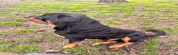 Rottweiler dogs for sale: Beautiful 6yr old Rottie  in London - Advert 2