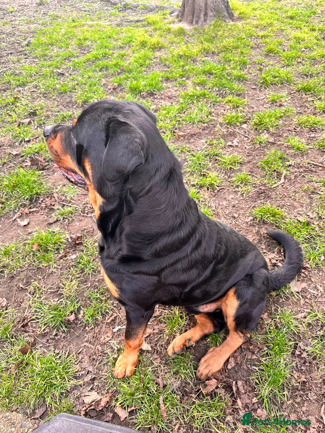 Rottweiler dogs for sale: Beautiful 6yr old Rottie  in London - Advert 2