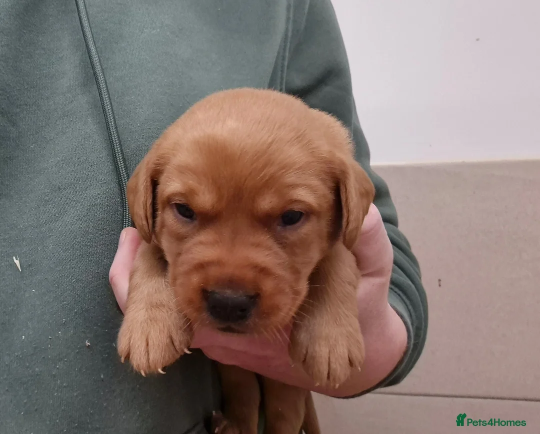 Labrador Retriever dogs for sale: Labrador Puppies - Advert 1