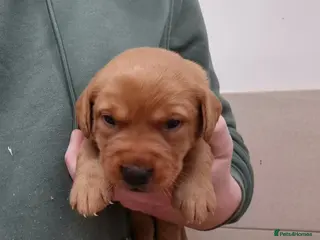 Labrador Retriever dogs Labrador Puppies - Advert 10