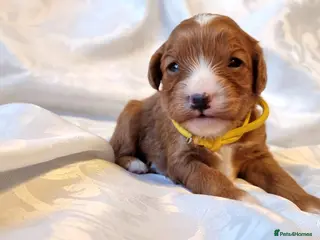 Cavapoo dogs Cavapoo F1 puppies,DNA tested parents - Advert 7