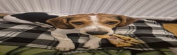 Beagle dogs for sale: Beagle  - Advert 4