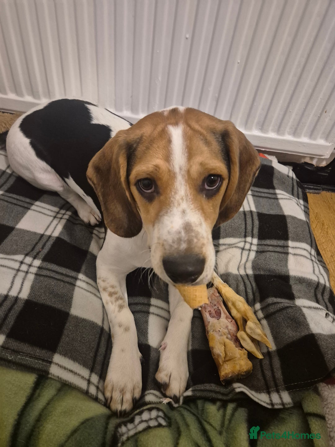 Beagle dogs for sale: Beagle  - Advert 4