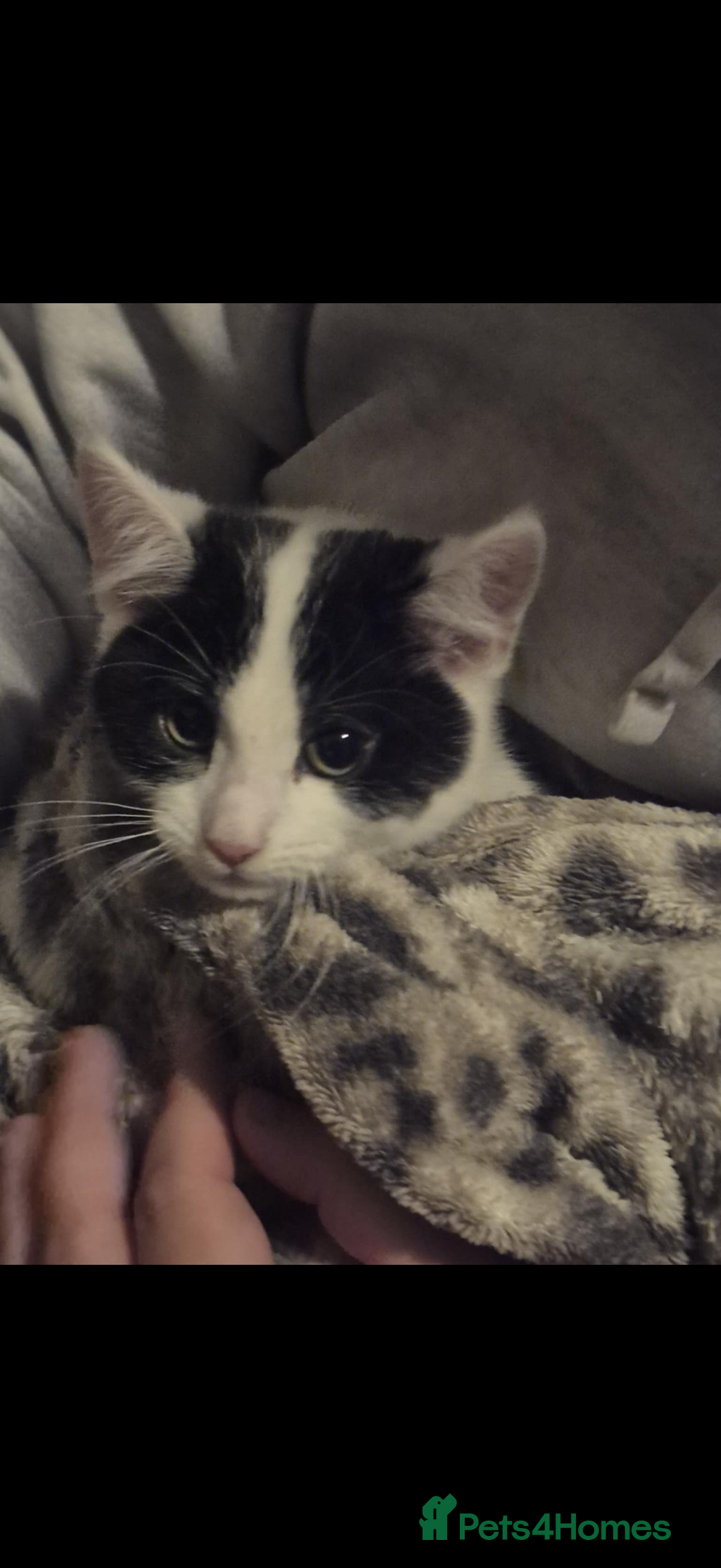 Mixed Breed cats for sale: 2 Stunning babies - Advert 2