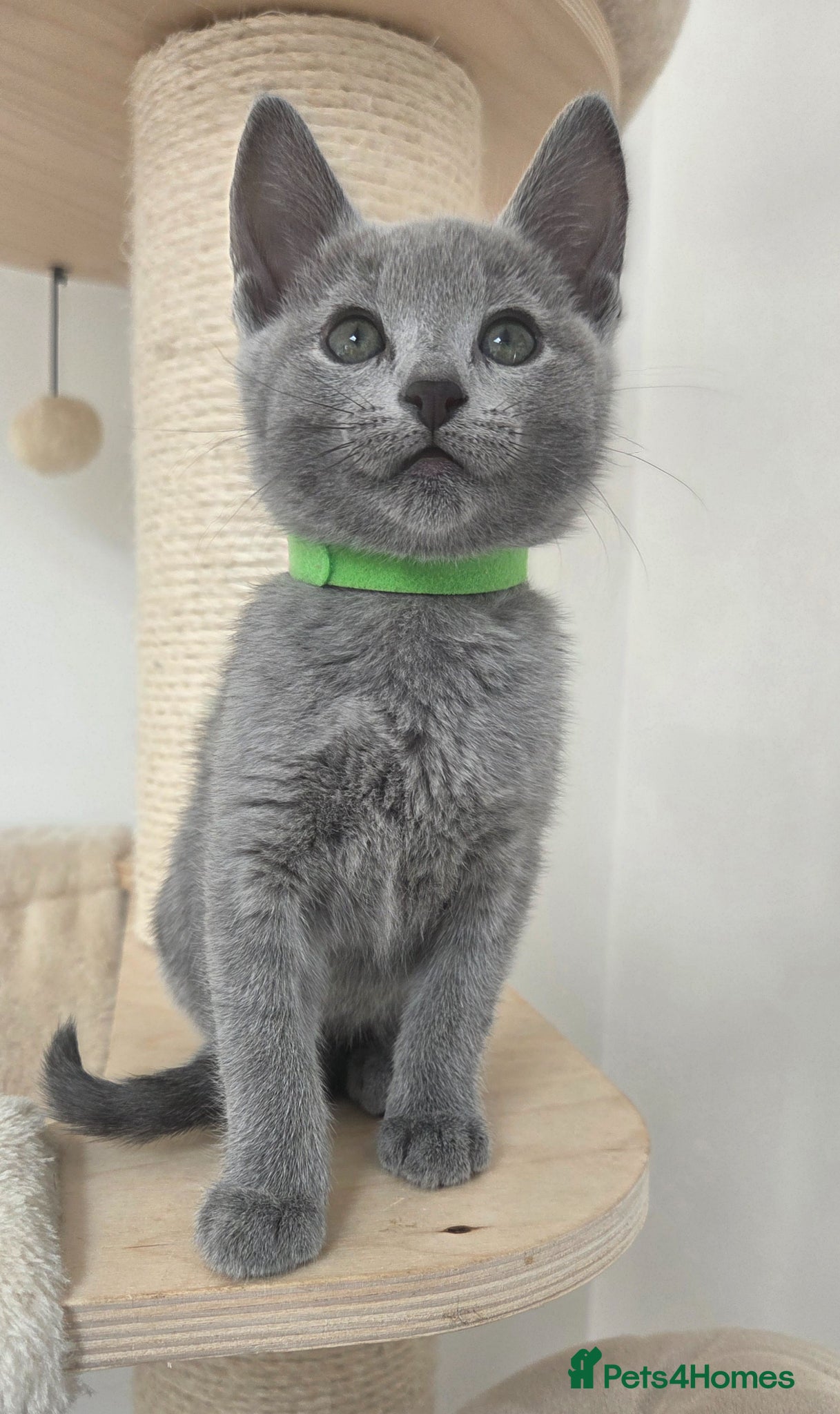 Russian Blue cats 💙  Russian Blue Kittens – Champion Line, TICA - Advert 3