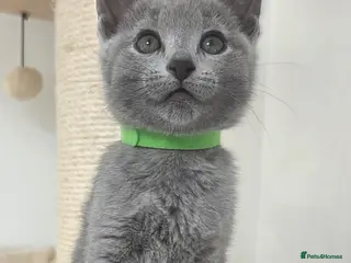 Russian Blue cats 💙 Russian Blue Kittens – Champion Line, TICA - Advert 3