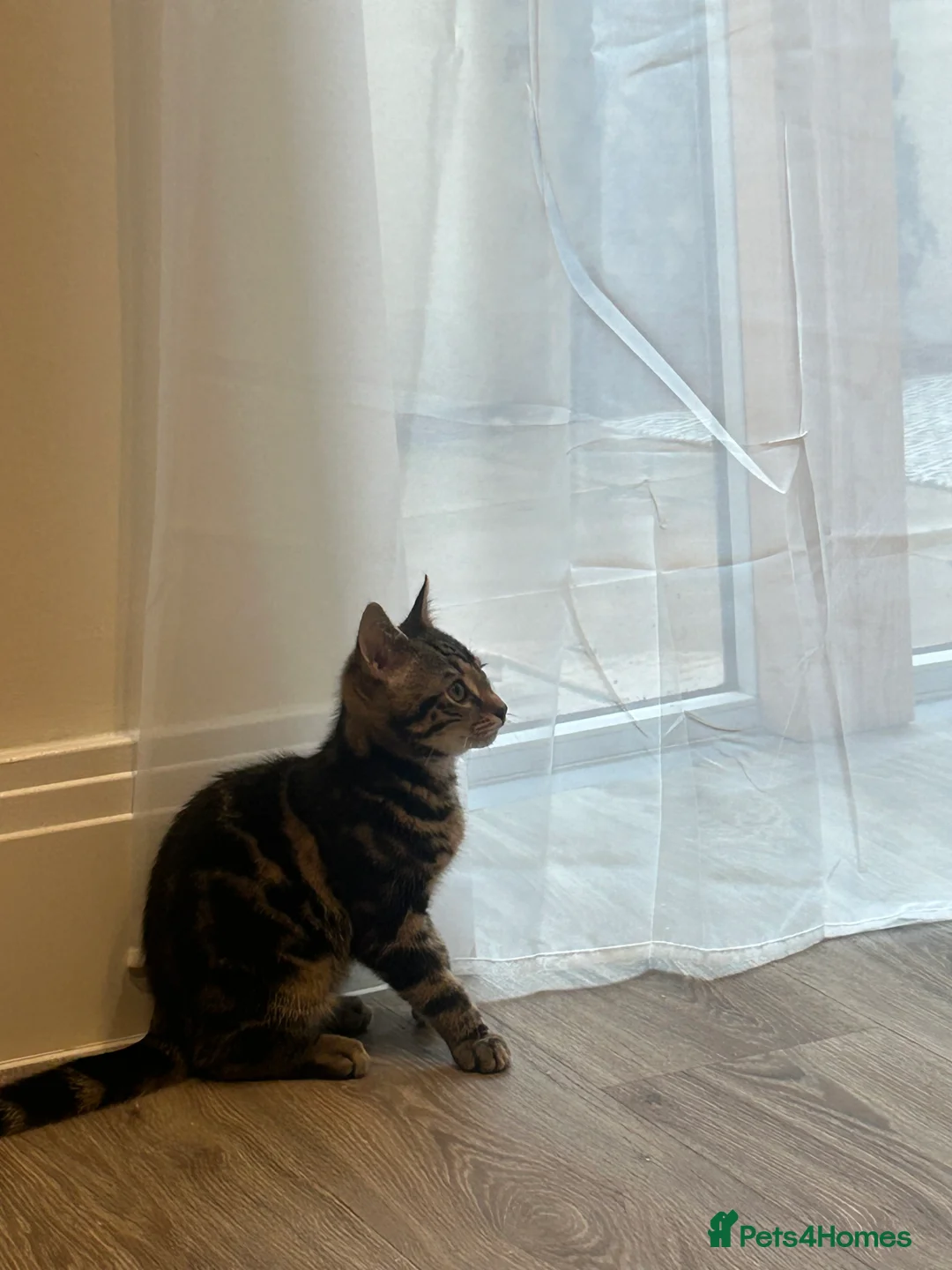 Mixed Breed cats for sale: Duke  - Advert 4