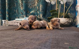 Dachshund dogs for sale: Dachshund  - Image 16