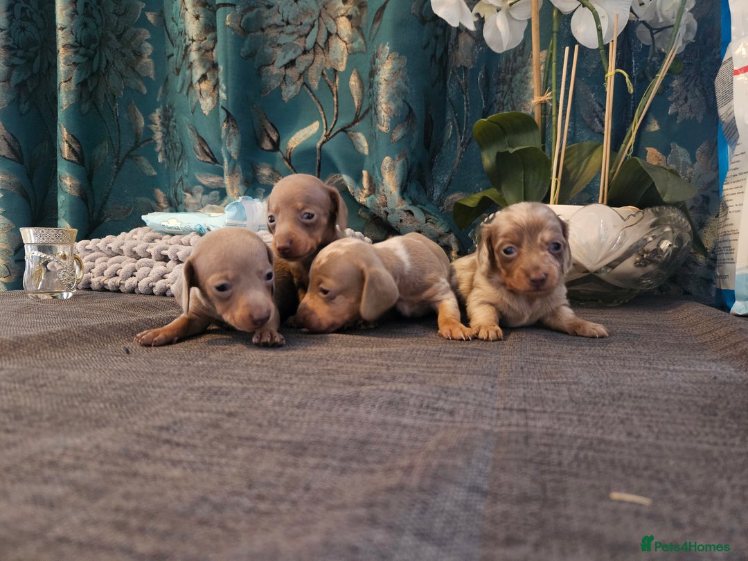 Dachshund dogs for sale: Dachshund  - Image 16