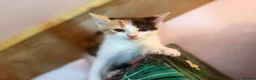 Mixed Breed cats for sale: Stunning polydactyl kittens - Advert 11