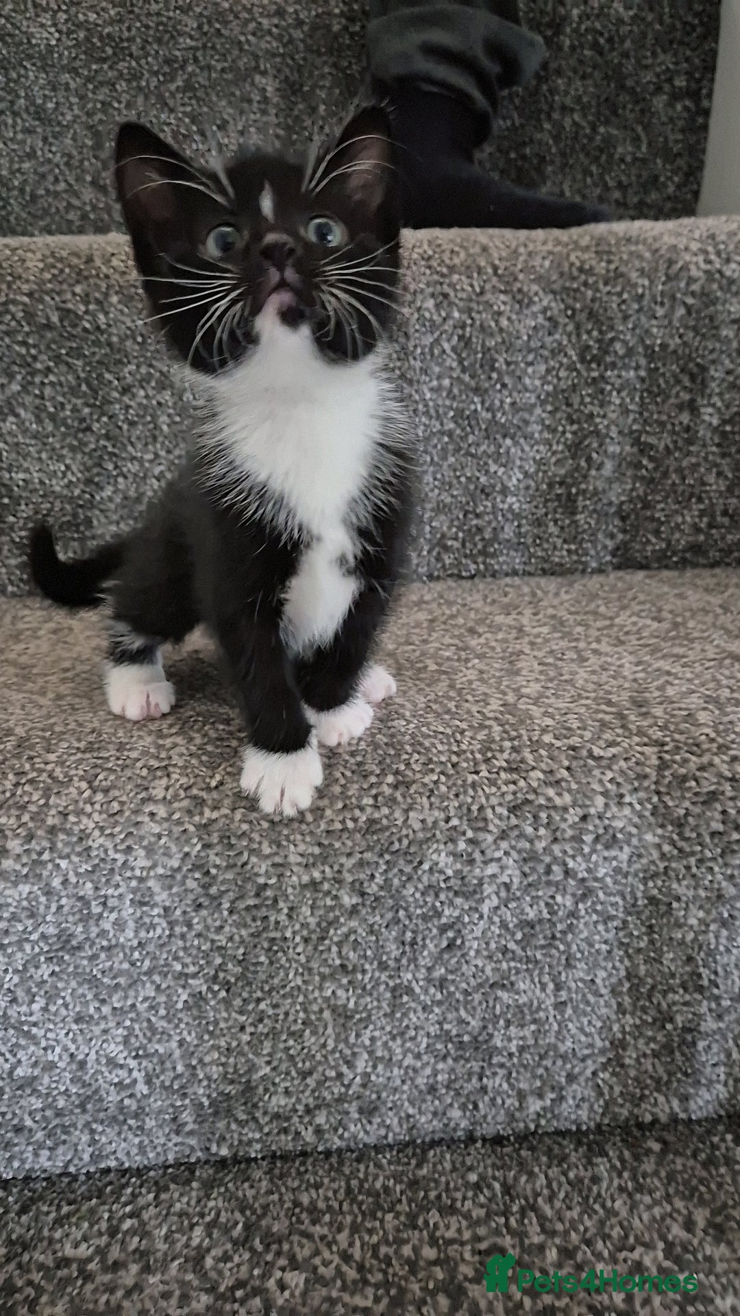 Mixed Breed cats Ready for new homes now  - Advert 14