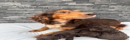Cockapoo dogs for sale: 🐶 Stunning F1 Chocolate Cockapoo Puppies - Advert 6