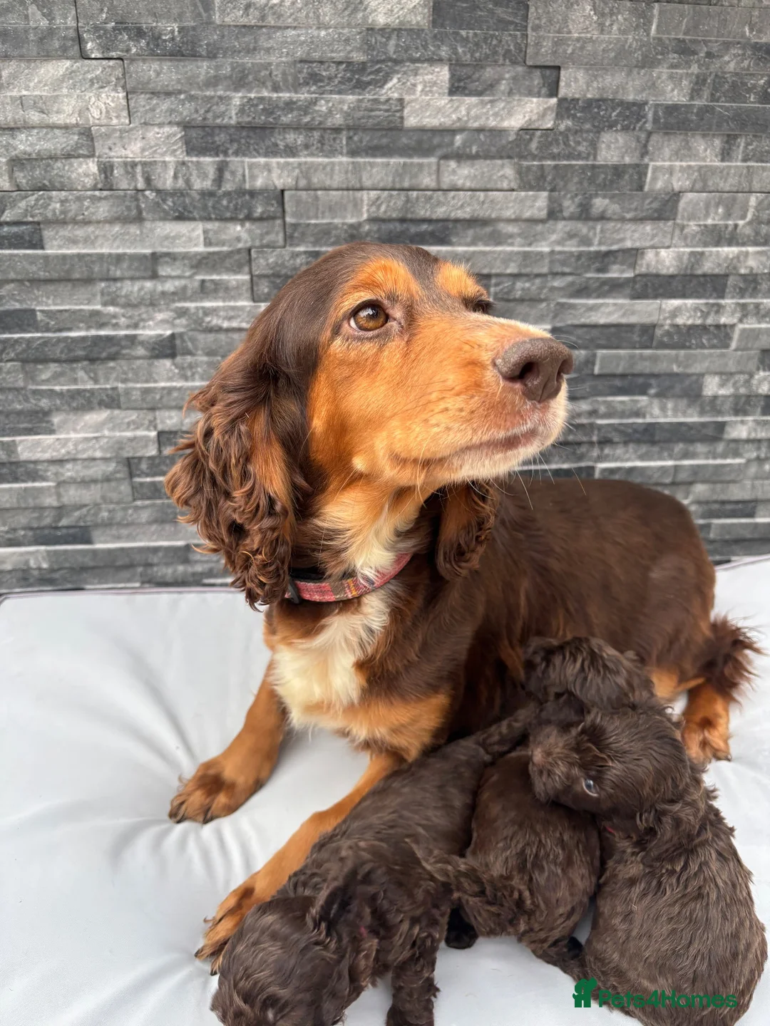 Cockapoo dogs for sale: 🐶 Stunning F1 Chocolate Cockapoo Puppies - Advert 6