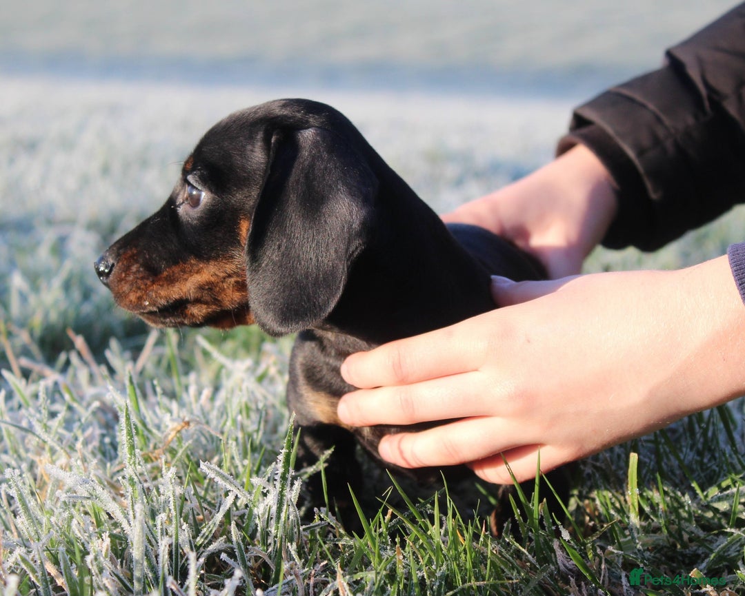 Miniature Dachshund dogs for sale: Stunning Miniature Dachshund Puppies - Advert 21