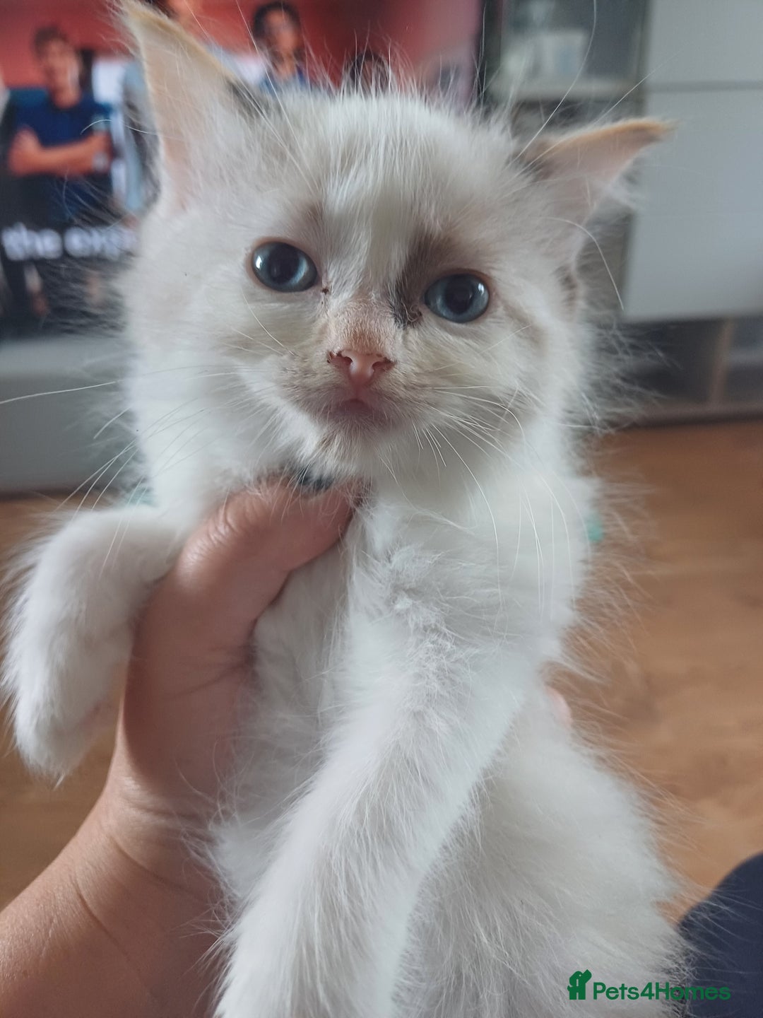 Ragdoll cats for sale: 6 gorgeous fluffy ragdoll kittens  - Image 5