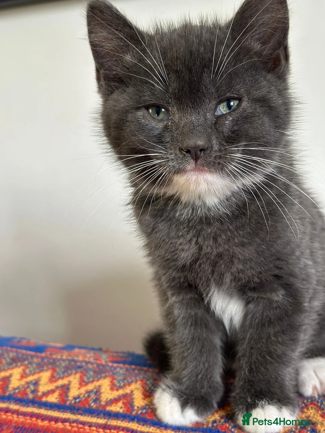Mixed Breed cats for sale: Male kitten for sale  - Advert 2