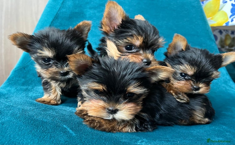 Yorkshire Terrier dogs - Advert 3