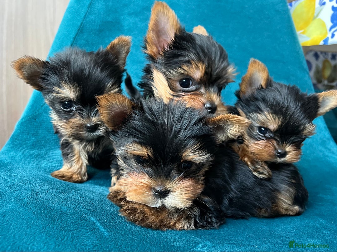 Yorkshire Terrier dogs for sale: Baby face mini pedigree YORKIE pups - Image 1