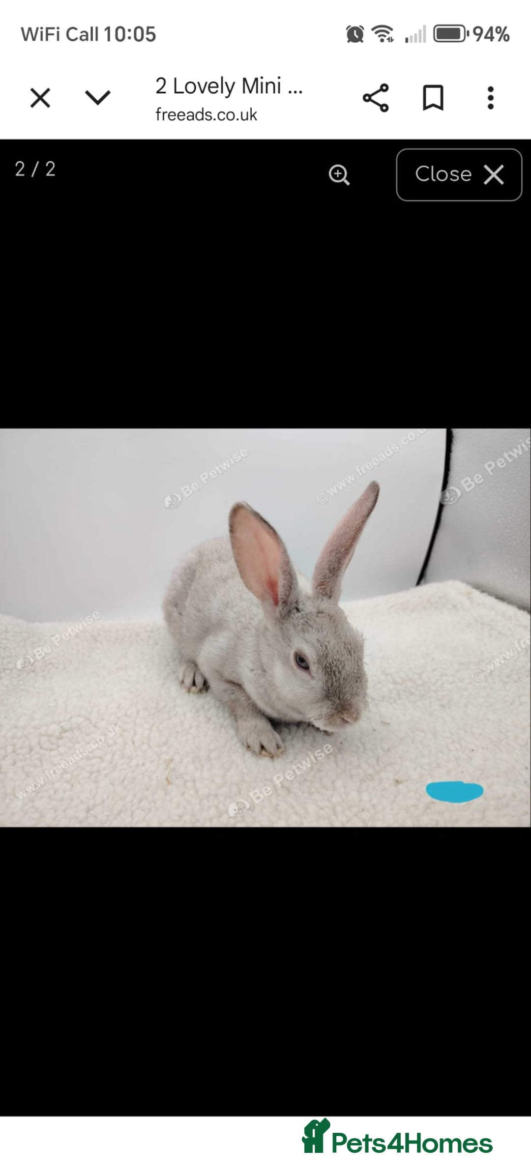Rex rabbits for sale: 4 lovely friendly mini rex boys - Image 3