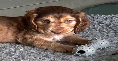 Cocker Spaniel dogs - Advert 9