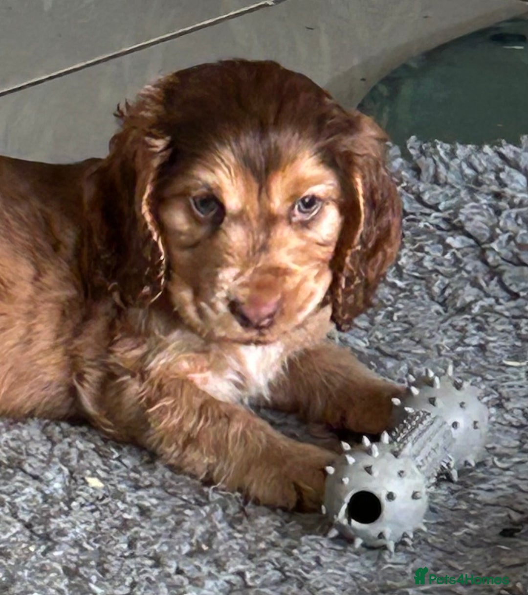Cocker Spaniel dogs for sale: Kc Reg Pure bred show cocker spaniels  - Image 2