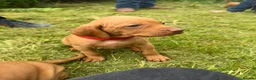Hungarian Vizsla dogs for sale: KC Registered Hungarian Viszla litter  - Advert 33
