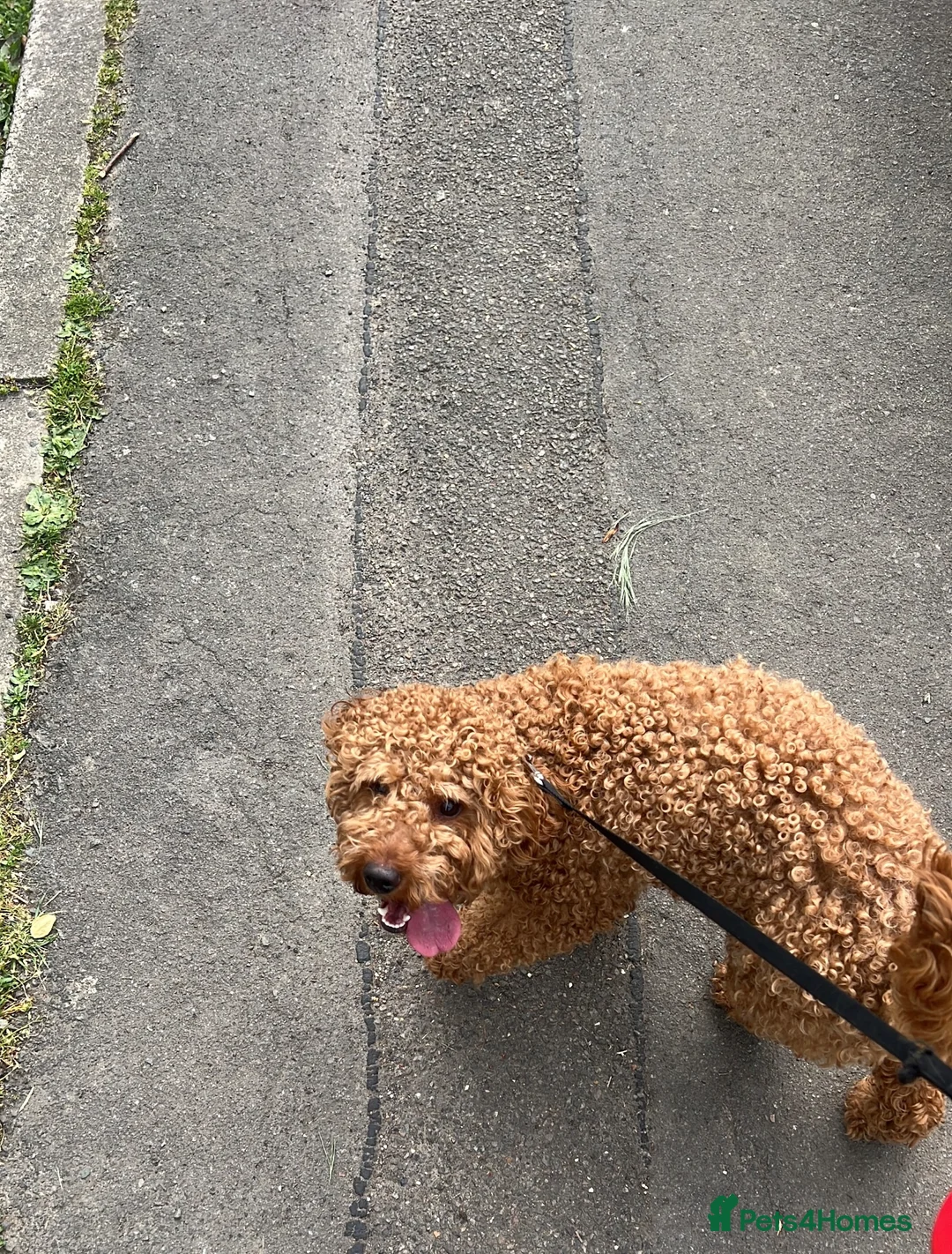 Cockapoo dogs for sale: Red Cockapoo, 19mo, Vaccinated + Full Bundle - Advert 2