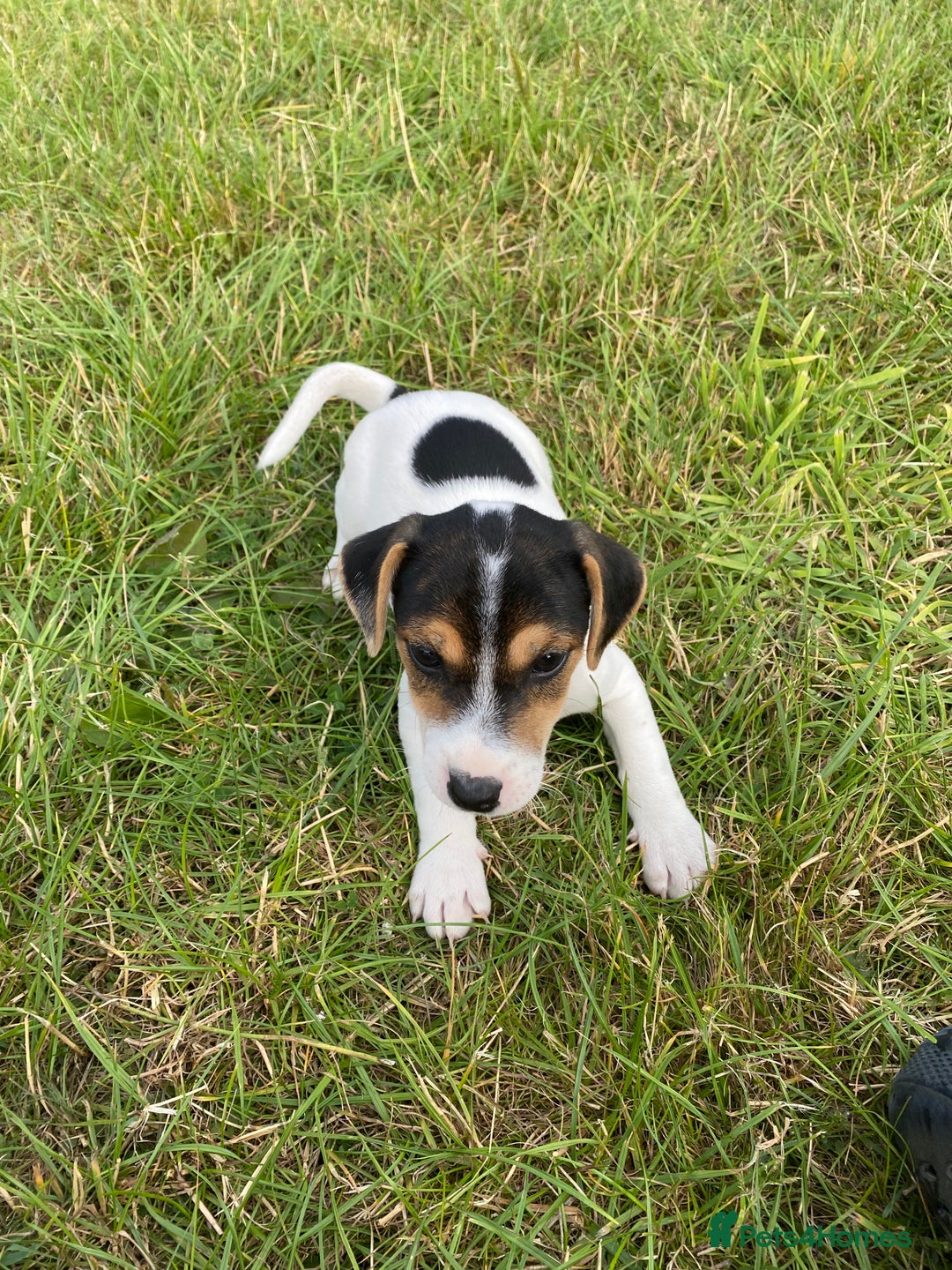 Jack Russell dogs for sale: Short legged smooth coated Jack Russell puppies  - Image 5