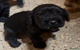 Cockapoo dogs for sale: Cockapoo puppies - Image 8
