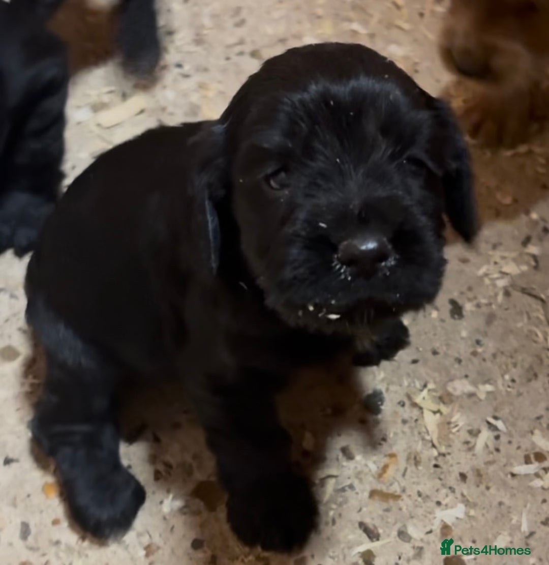 Cockapoo dogs for sale: Cockapoo puppies - Image 8