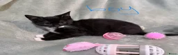 Mixed Breed cats for sale: 3 kittens looking for loving homes  - Advert 17