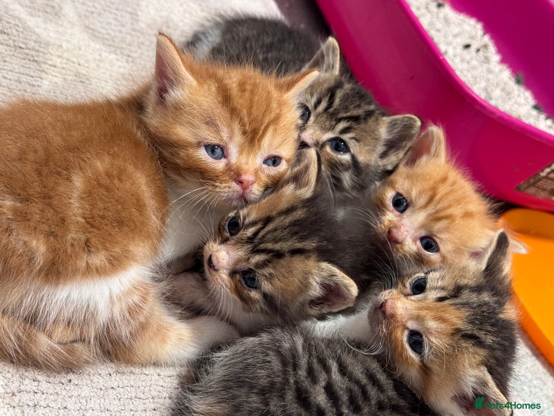 Persian cats for sale:  6 Persian kittens  - Image 2