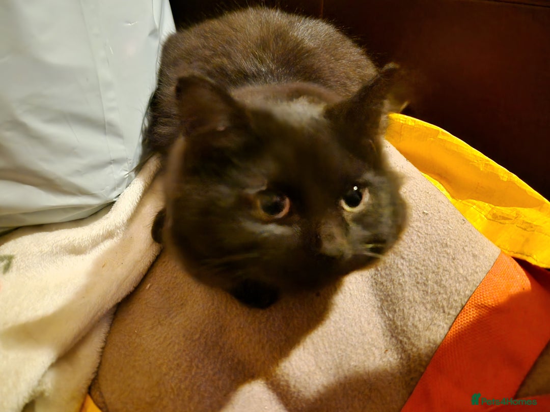 Mixed Breed cats for sale: Kittens for sale  - Advert 27