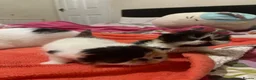 Persian cats for sale: Beautiful high quality Persian and Exotic kittens  - Advert 11
