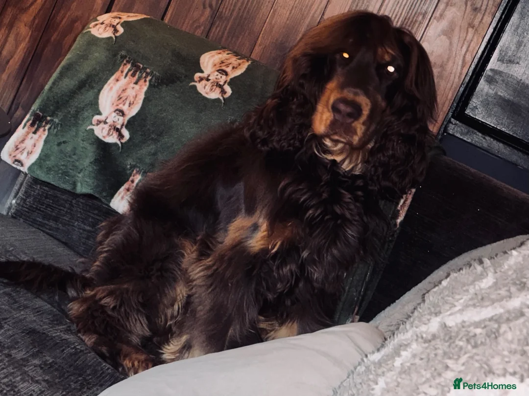 Cocker Spaniel dogs for stud: Chocolate and tan show cocker stud  - Advert 2