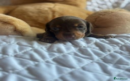 Miniature Dachshund dogs for sale: Kennel club registered dachshund puppys PRA clear  - Image 6