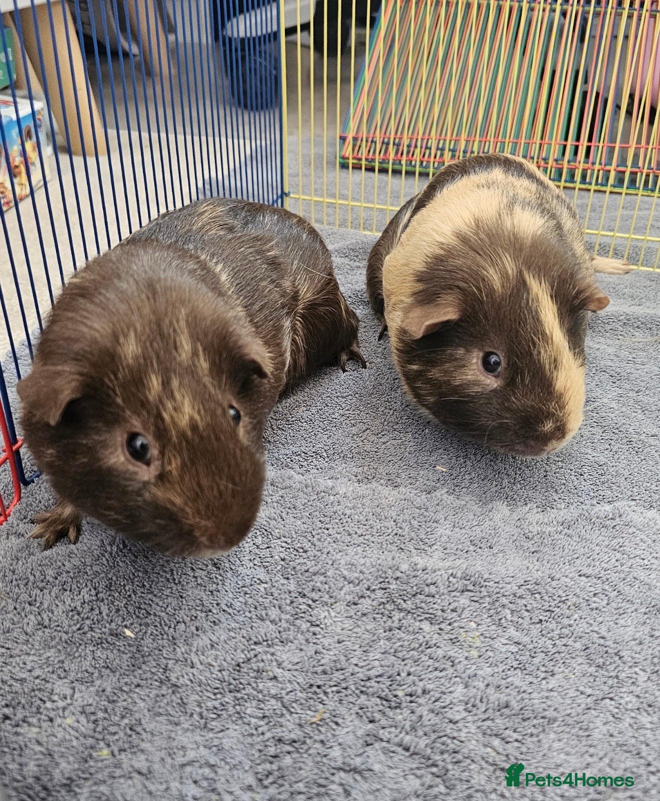 Guinea Pig rodents Two adorable male guinea pigs for sale <1 year old - Advert 1